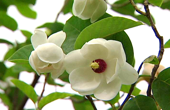 Magnolia - National Flower of the DPRK (North Korea)